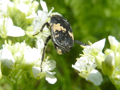 Glycyphana fulvistemma