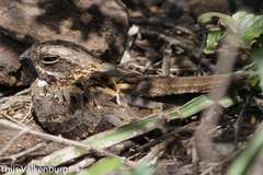 Caprimulgus climacurus