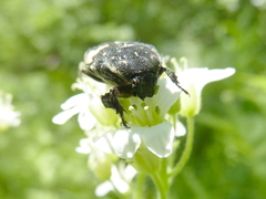 Glycyphana fulvistemma