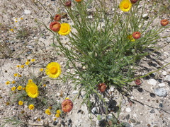 Hysterionica jasionoides
