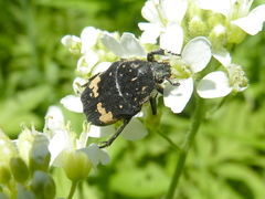 Glycyphana fulvistemma