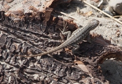 Sceloporus graciosus graciosus