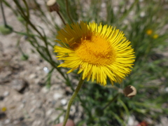 Hysterionica jasionoides