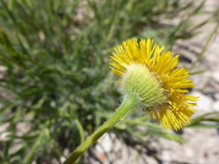 Hysterionica jasionoides