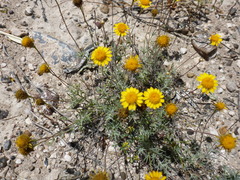 Hysterionica jasionoides