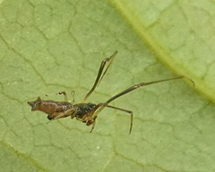 Faiditus