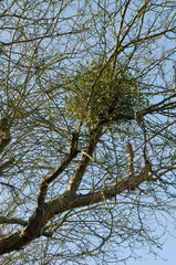 Viscum album