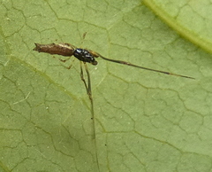 Faiditus
