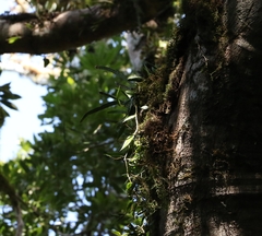 Dendrobium pugioniforme