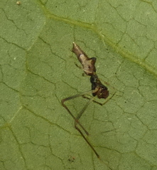 Faiditus