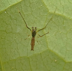 Faiditus
