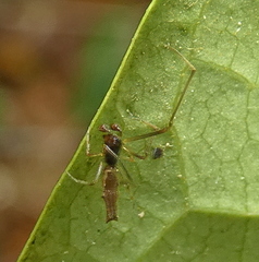 Faiditus