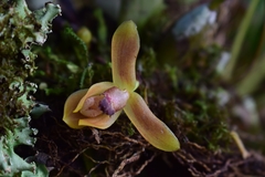 Maxillaria acutifolia