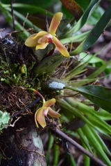Maxillaria acutifolia