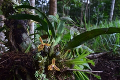 Maxillaria acutifolia