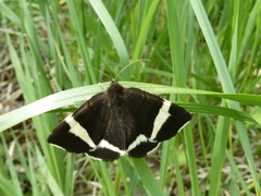 Leucomelas juvenilis