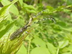 Agapanthia daurica