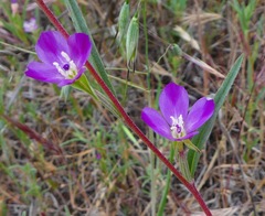 Clarkia purpurea