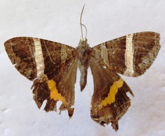 Coronidia leachi