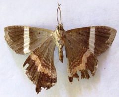 Coronidia leachi