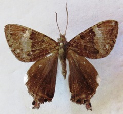 Coronidia leachi
