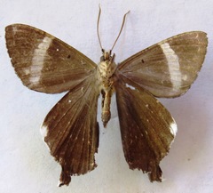 Coronidia leachi