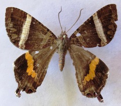 Coronidia leachi