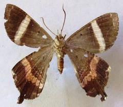 Coronidia leachi