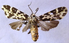 Eucereon consorta