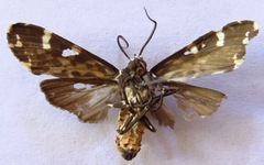 Eucereon consorta
