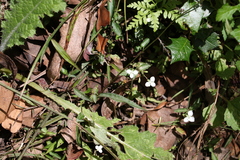 Aneilema biflorum