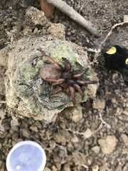 Aptostichus stanfordianus