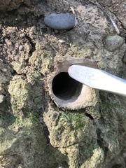 Aptostichus stanfordianus