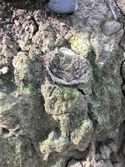 Aptostichus stanfordianus