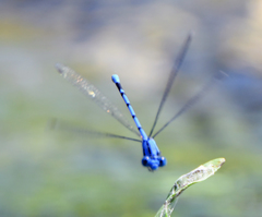 Argia nahuana
