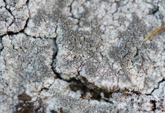 Pertusaria coronata