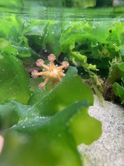 Haliclystus sanjuanensis