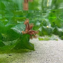 Haliclystus sanjuanensis