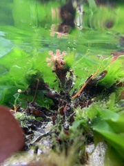 Haliclystus sanjuanensis