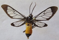 Cosmosoma stibosticta