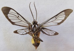 Cosmosoma stibosticta