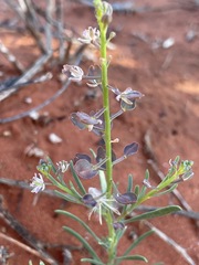 Lepidium phlebopetalum