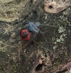 Comperocoris roehneri