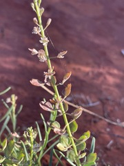 Lepidium phlebopetalum