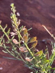 Lepidium phlebopetalum