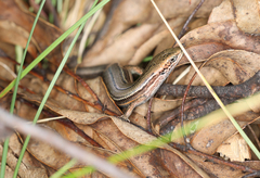 Pseudemoia pagenstecheri
