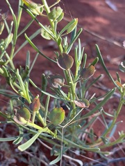 Lepidium phlebopetalum