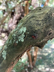 Comperocoris roehneri