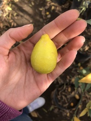 Citrus