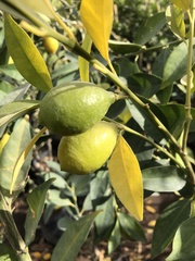 Citrus